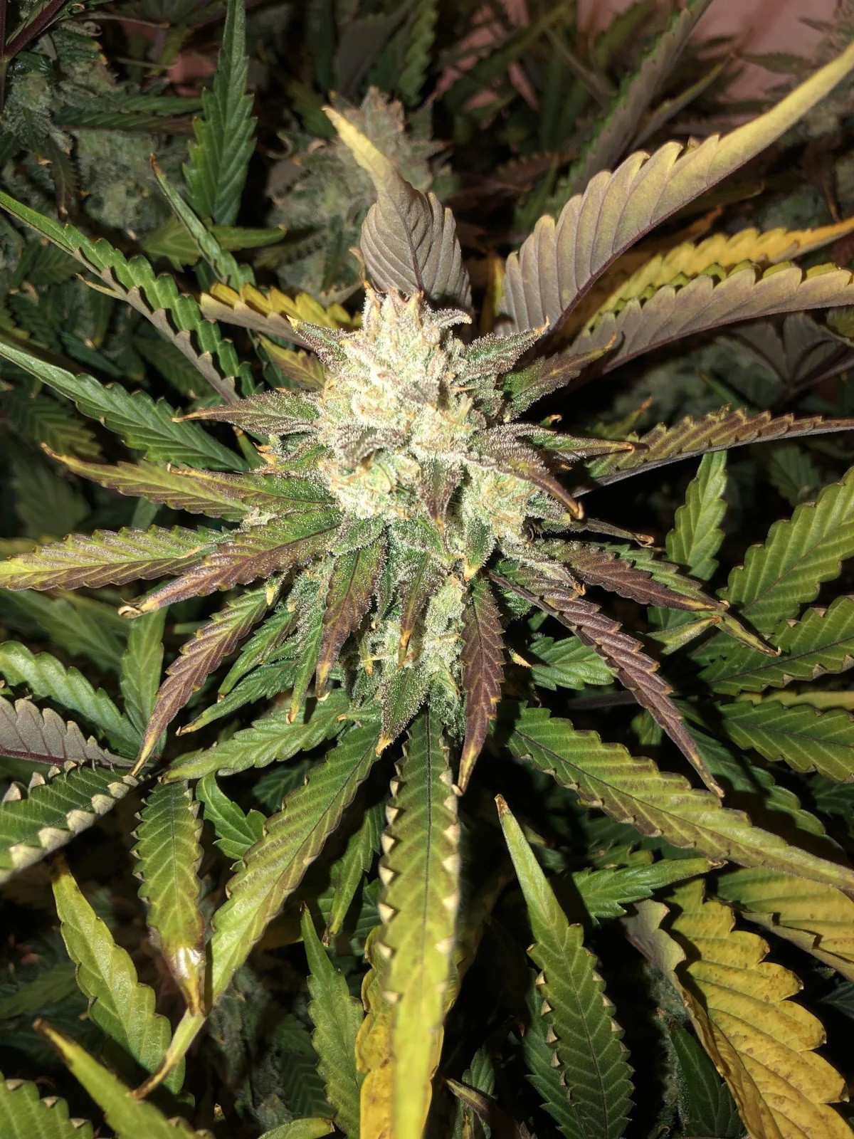 Gorilla Glue Auto Feminizada.jpg