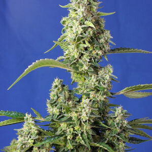 Semillas_Autoflorecientes_gorilla-girl-xl-auto_Sweet_Seeds.jpg