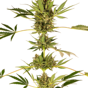 himalayan-cbd-feminizada-xl.png
