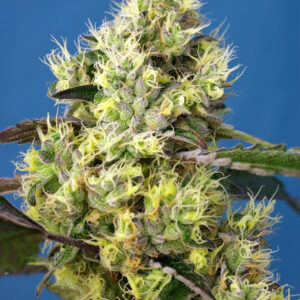 Semillas_Autoflorecientes_sweet-gelato-auto_Sweet_Seeds.jpg