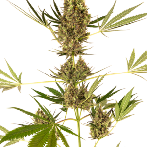 alpine-delight-cbd-autoflorecientes-xl.png