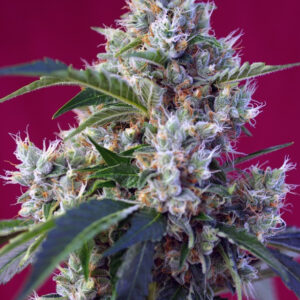 Semillas_Feminizadas_indigo-berry-kush_Sweet_Seeds.jpg