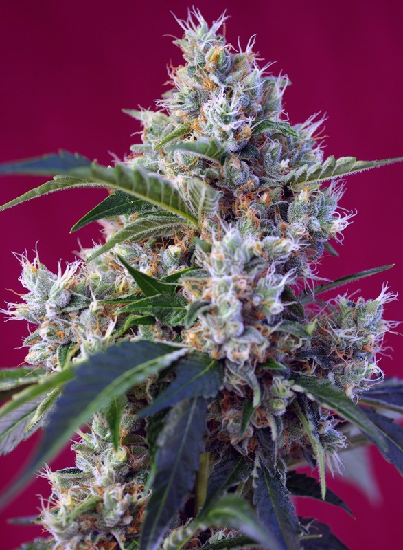 Semillas_Feminizadas_indigo-berry-kush_Sweet_Seeds.jpg