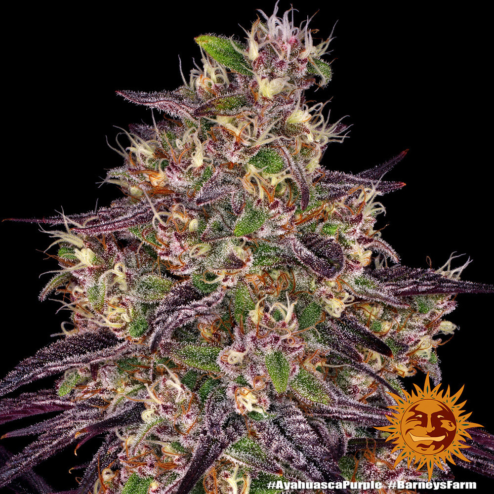 ayahuasca-purple_7_241293.jpg