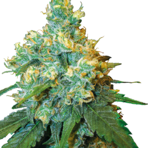 jack-herer-feminizada-xl.png