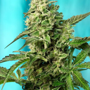 Semillas_Feminizadas_green-poison-f1-fast-version_Sweet_Seeds.jpg