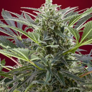Semilla_Feminizada_cream-47_Sweet_seeds.jpg