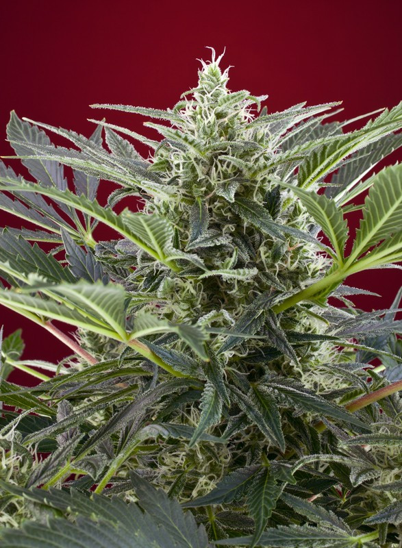 Semilla_Feminizada_cream-47_Sweet_seeds.jpg