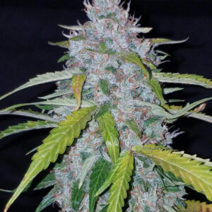 Six Shooter Auto Feminizadas.jpg