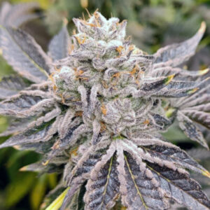 EUSKAL ZKITTLEZ FEMINIZADA.jpg