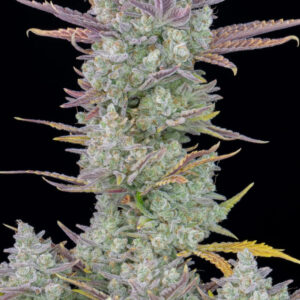 Gorilla Cookies Auto Feminizadas 1.jpg