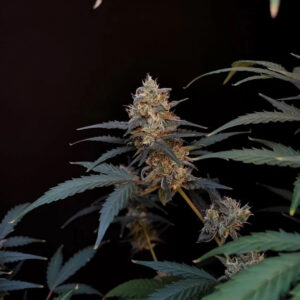 BubbleGum Auto Feminizada.jpg