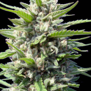 NORTHERN LIGHTS AUTO.jpg