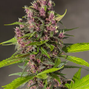 Semillas_Autoflorecientes_bloody-skunk-auto_Sweet_Seeds.jpg