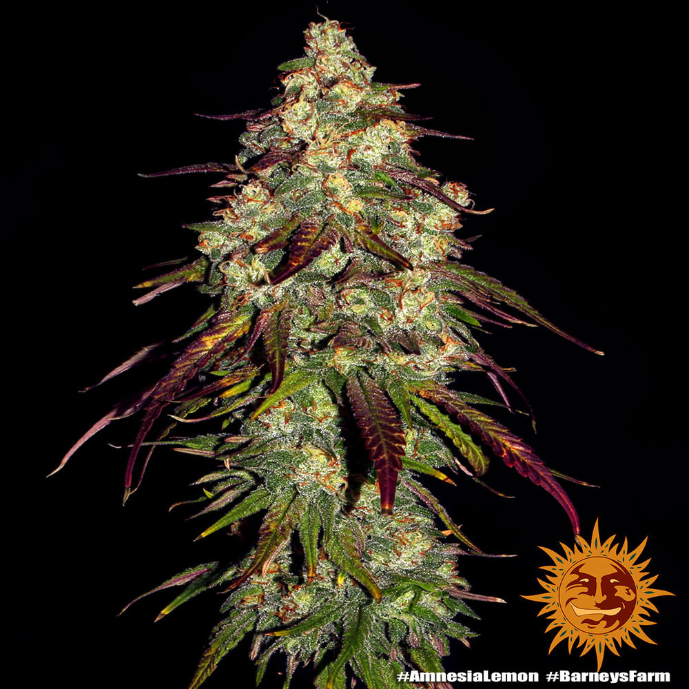amnesia-lemon_7_241136.jpg
