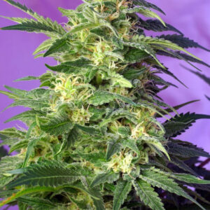Semillas_Autoflorecientes_killer-kush-auto_Sweet_Seeds.jpg
